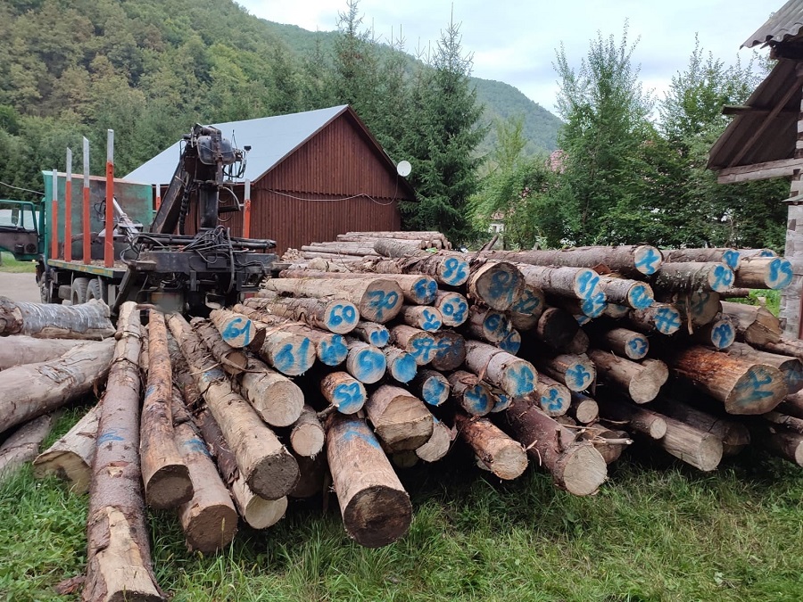 Jandarmii din Gilău, aflați în zona Someșul Rece, au confiscat 11 metri cubi de material lemnos fără acte