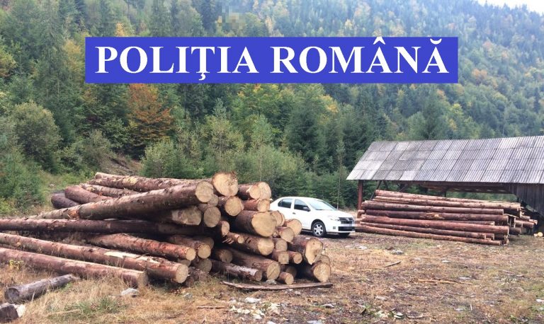 Lemne fără acte au fost confiscate din Beiuș, Oradea și Marghita într-o acțiune blitzkrieg