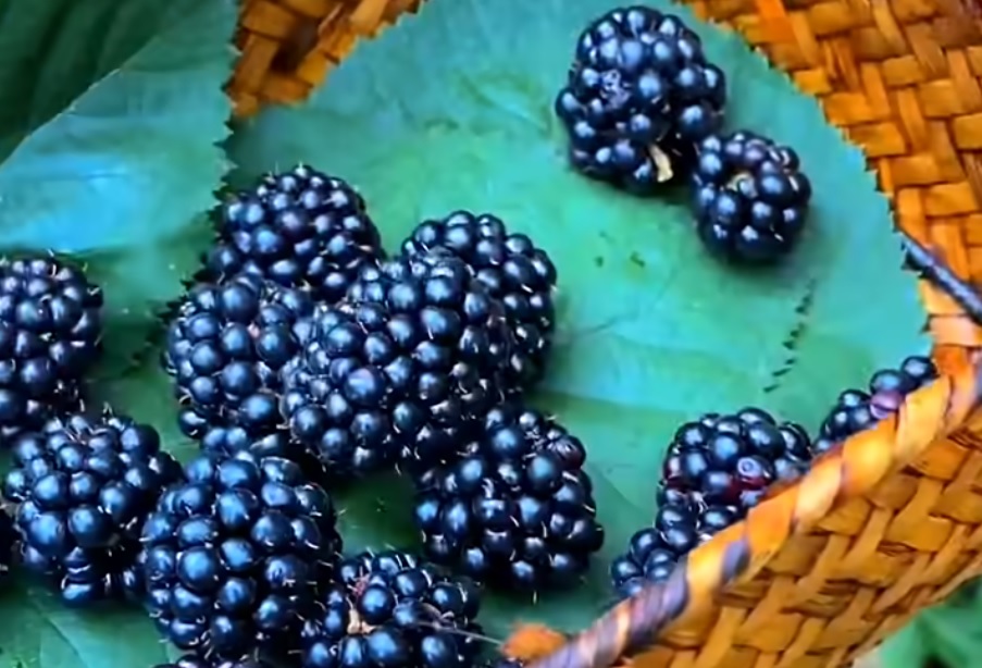 Dulceața de mure de pădure, făcută tradițional după rețeta bunicilor noastre. Murele de pădure sunt producătoare de vitamine şi antioxidanţi
