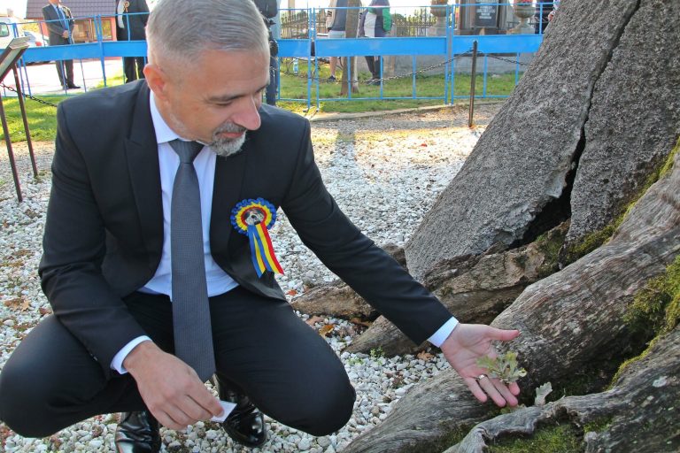 Gorunul lui Horea a ÎNVIAT după ce un vlăstar a crescut la rădăcina stejarului