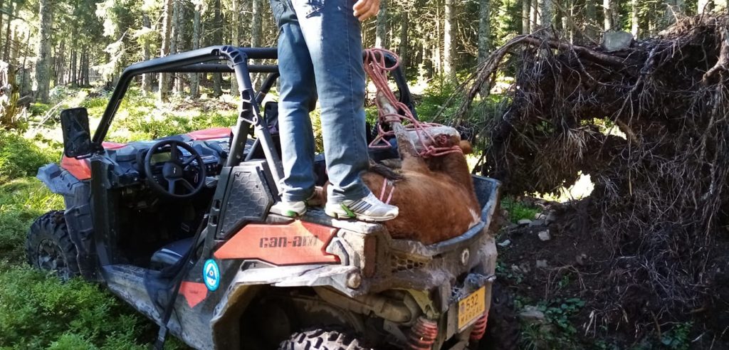 Un vițel, atacat și rănit de unul sau mai multe animale sălbatice, a fost salvat de salvamontiștii din Vlădeasa