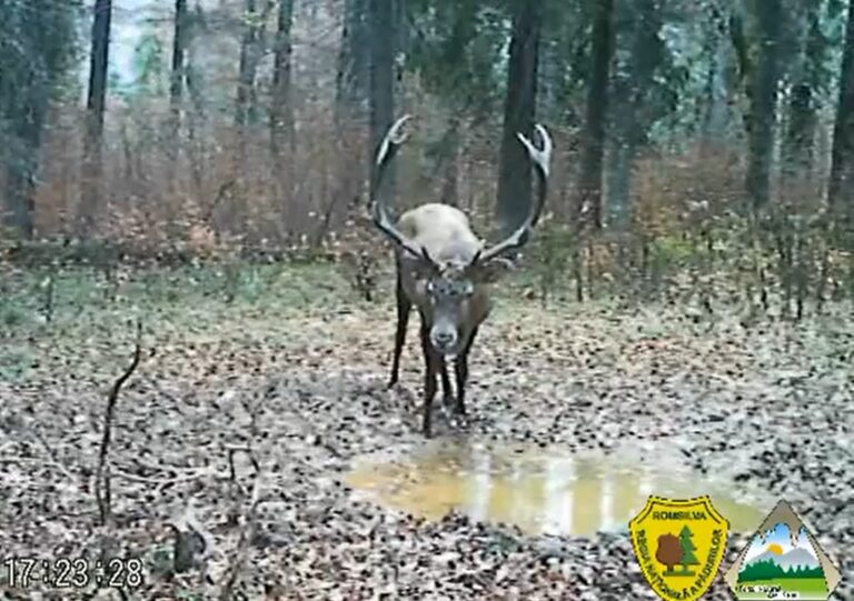 Cum se adapă un cerb în Apuseni? Cerbul, prințul pădurilor carpatine, poate ajunge și la 300 de kg!