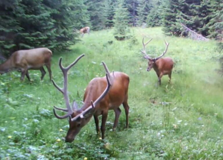 VIDEO superb cu patru cerbi care se hrănesc într-o pădure din Parcul Natural Apuseni