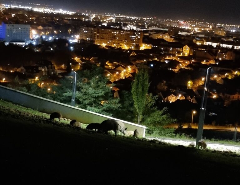 (VIDEO) O turmă de porci mistreți a tăbărât în Oradea