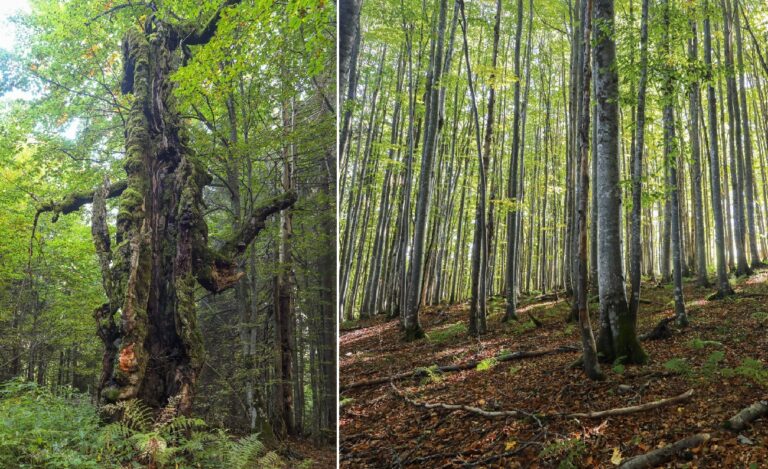 Peisaje de toamnă surprinse prin pădurile din Parcul Natural Apuseni