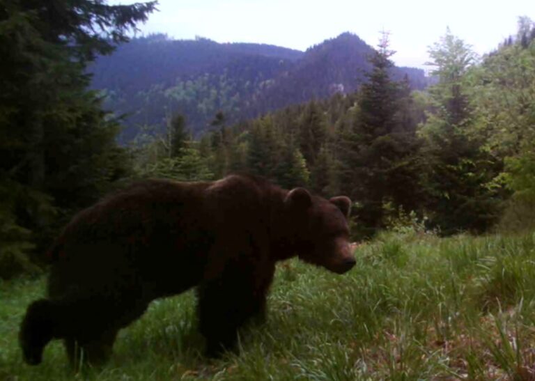 (VIDEO) Un urs superb a fost surprins de o cameră video într-o pădure din Parcul Natural Apuseni