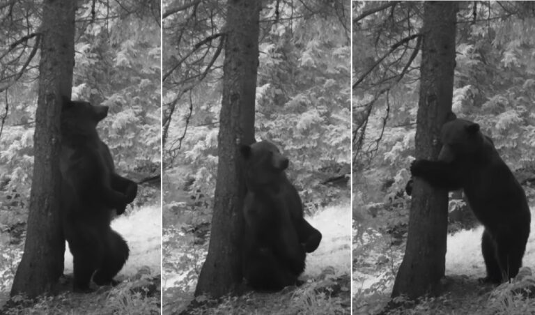 O dată-n viaţă vezi așa ceva: Un urs, filmat cum se scarpină de un copac în Parcul Național Piatra Craiului (VIDEO)