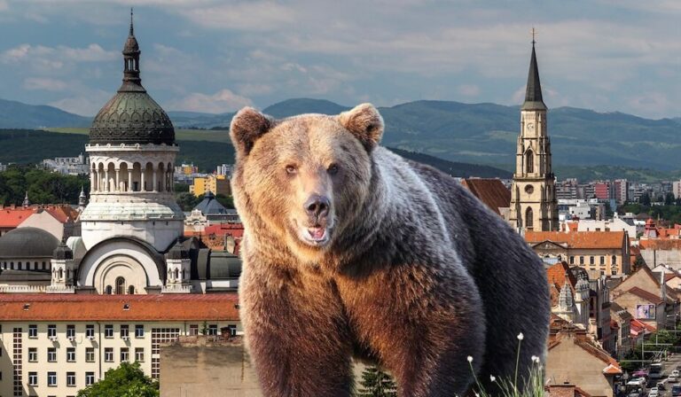 De ce apar urșii din Munții Apuseni în zona Gilău – Florești – Cluj-Napoca?
