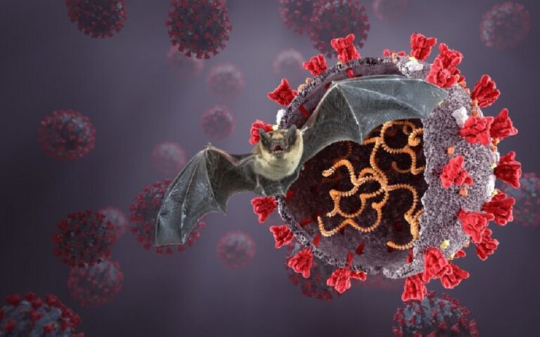 Un alt virus – NIPAH, provenit tot de la liliecii din Asia, poate declanșa o nouă pandemie mortală