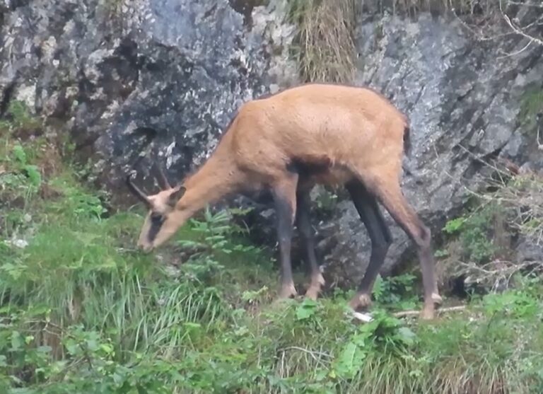 (VIDEO) O capră neagră a fost filmată în Parcul Natural Apuseni în timp ce se hrănea