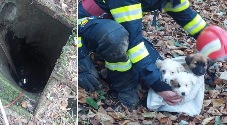 Pompierii clujeni au salvat trei cățeluși dintr-un puț de scurgere subteran din Someșu Rece