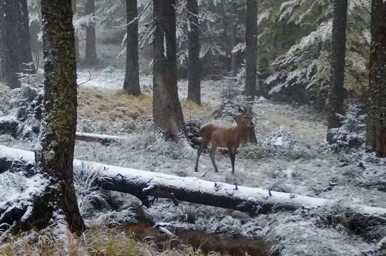 (VIDEO) Ciute și primii fulgi de zăpadă din Parcul Natural Apuseni
