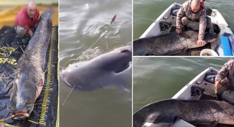 (VIDEO) Un pescar a prins un somn uriaș de 2,45 metri și peste 95 kg!