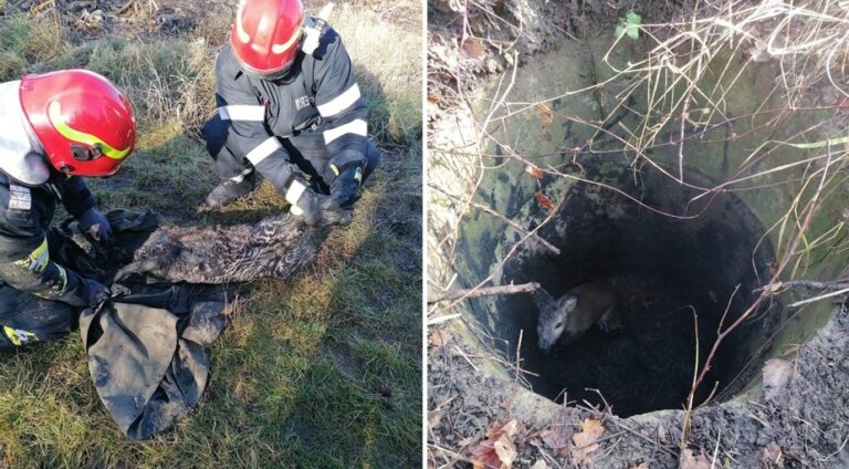O căprioară căzută într-o fântână, a fost salvată de pompieri bihoreni