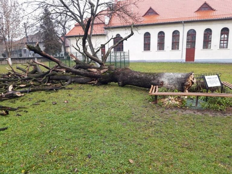 Gorunul plantat de Arsenie Boca în curtea liceului din Brad s-a prăbuşit