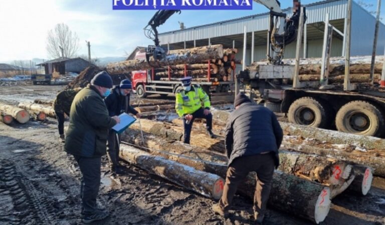 Acțiuni ale poliției în zona Huedin – Valea Drăganului pentru combaterea activităților ilegale din domeniul materialului lemnos