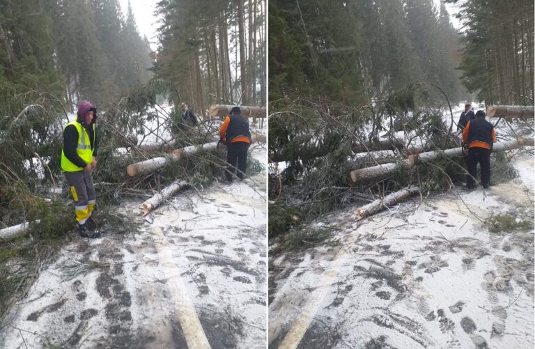 Mai mulți arbori au căzut pe DN 1R „Transursoaia” Huedin – Beliș – Poiana Horea