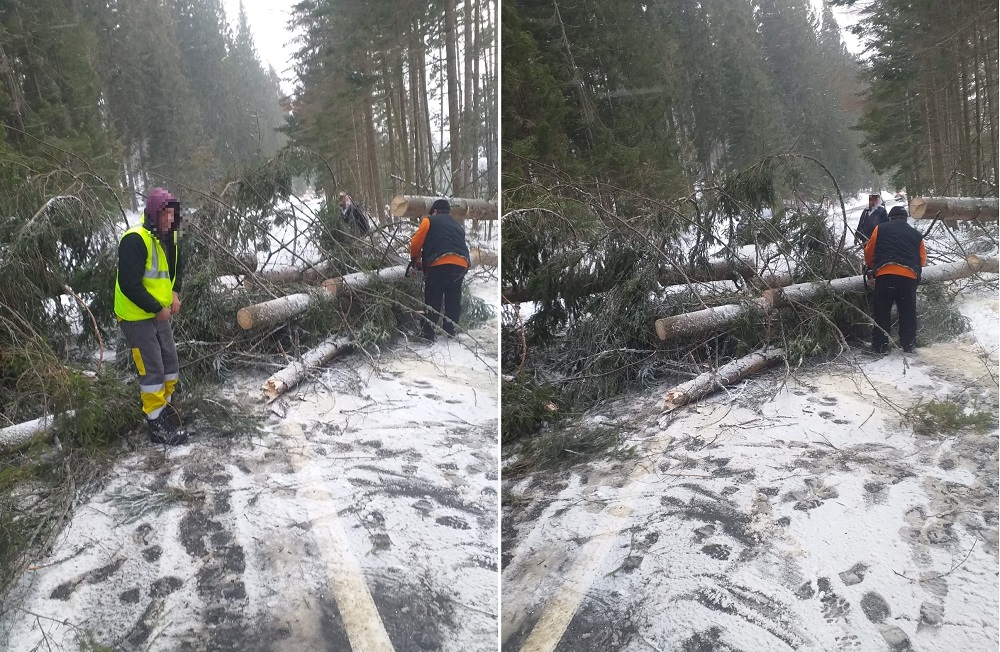 Mai mulți arbori au căzut pe DN 1R „Transursoaia” Huedin – Beliș – Poiana Horea