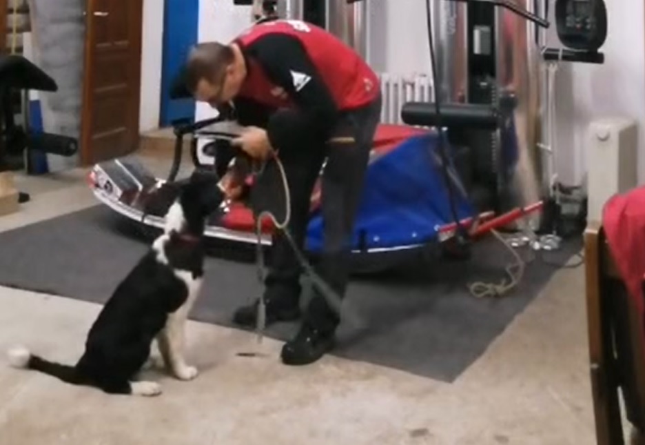 (VIDEO) Câinele erou „Kamura” care salvează și turiștii din Apuseni este în pregătire la Salvamont Alba
