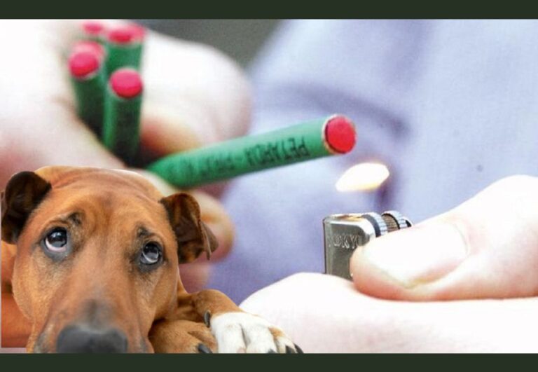 Sărbători fără petarde: Ce impact au petardele și focurile de artificii asupra animalelor?