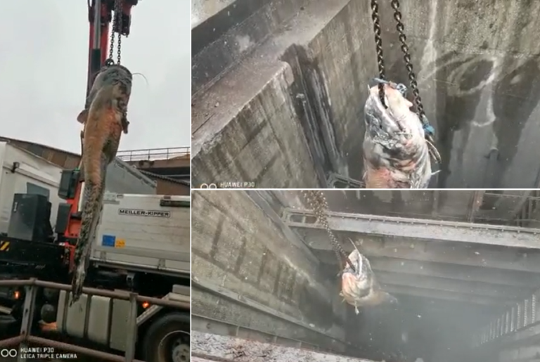 (VIDEO) Un somn GIGANT de 130 de kg a fost depistat în canalizarea orașului Linz