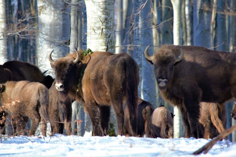 VIDEO cu mai mulți ZIMBRI care aleargă prin zăpadă într-o pădure din Munții Carpați