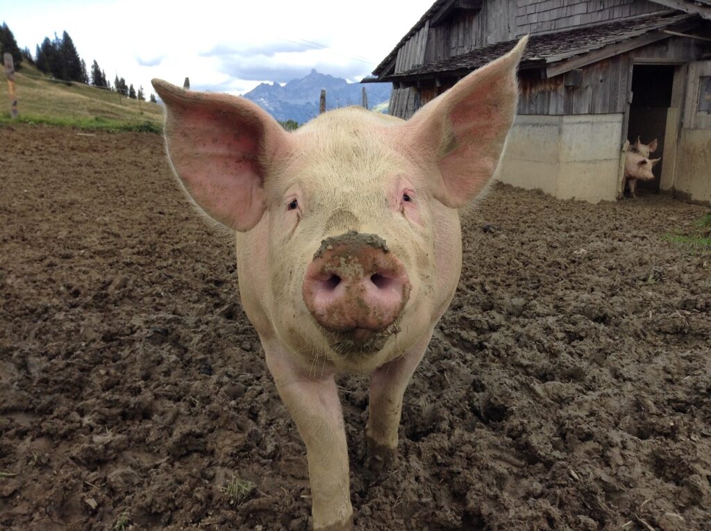 Cum salvează un porc, viața unui om? Un rinichi de porc a fost grefat într-un corp uman