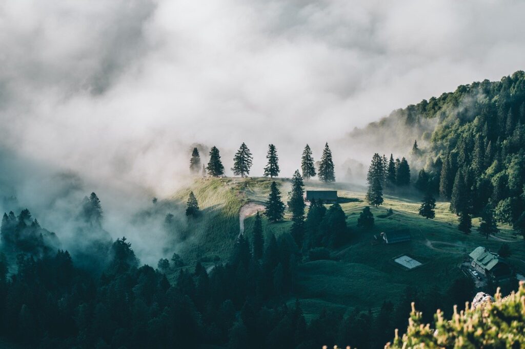 WWF: Pădurile din România au o capacitate ridicată de retenție a carbonului! Este lemnul de foc o resursă utilizată sustenabil?