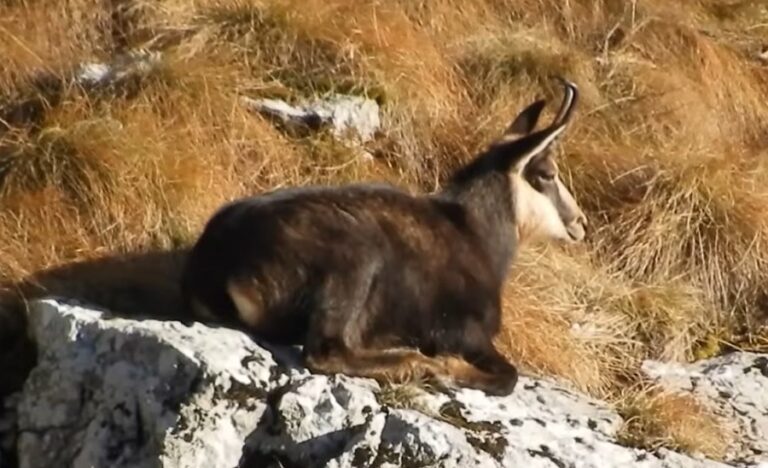 (VIDEO) O capră neagră se bucură de razele soarelui într-un parc natural din Carpați