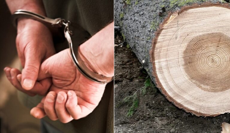 Un bărbat de 35 de ani, din Măguri Răcătău, a fost reținut pentru tăieri ilegale și furt de arbori