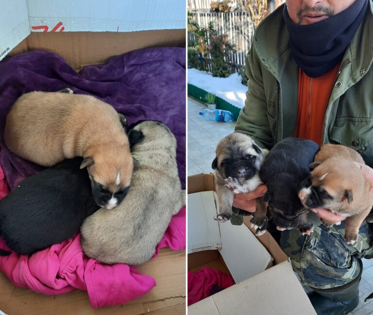 Trei cățeluși au fost salvați din apele reci ale Crișului Alb: Pluteau înfrigurați pe un sac! Hai cu un SHARE să le găsim o familie!