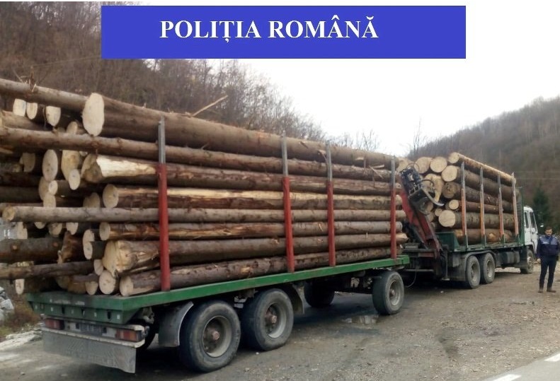 Polițiștii și cei de la Garda Forestieră au efectuat 44 de controale în Alba și Apuseni pentru verificarea legalității exploatării lemnului