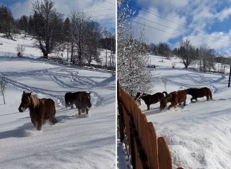 (VIDEO) Cum se bucură caii de neaua de la Gârda de Sus, din Munții Apuseni