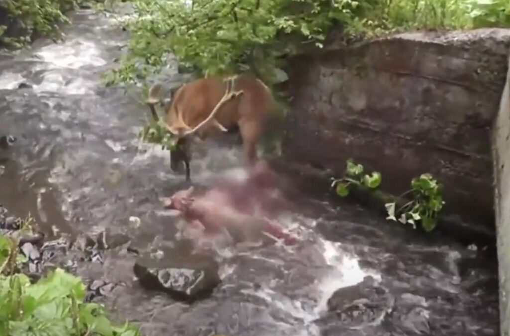 (VIDEO) Un cerb a fost atacat de o haită de lupi într-un parc național din Carpați! Cerbul i-a pus pe fugă pe lupi