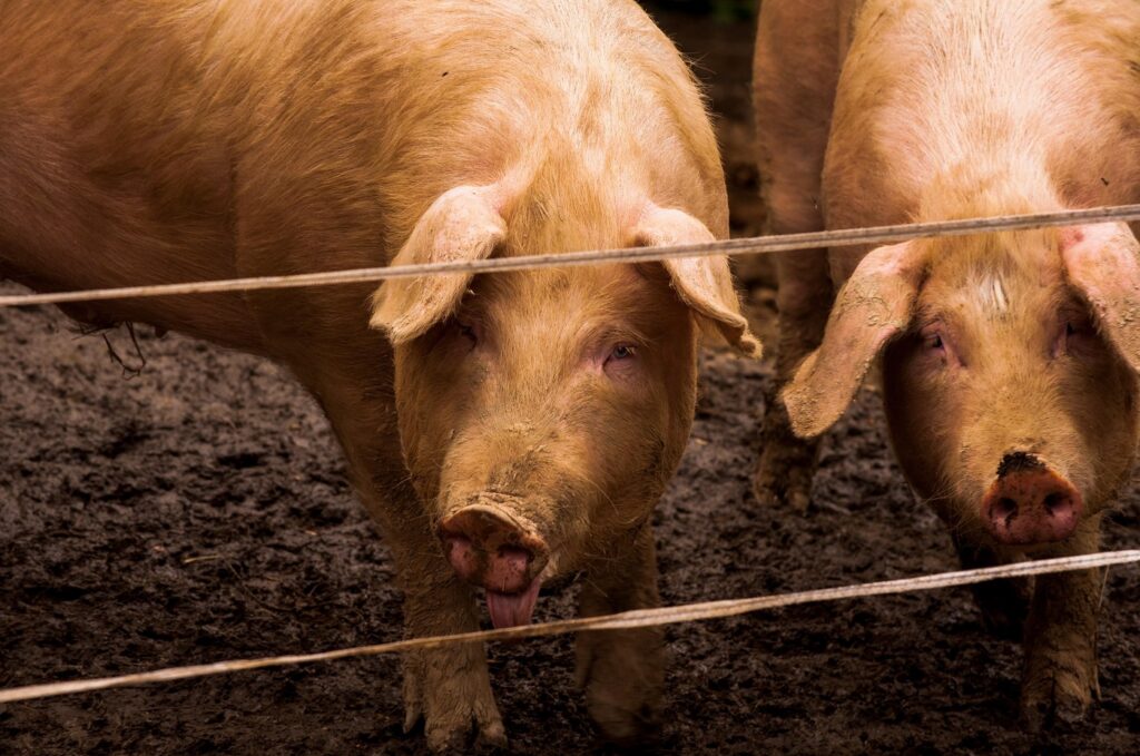 Câți porci vor putea crește românii după modificarea legislativă din Parlament?