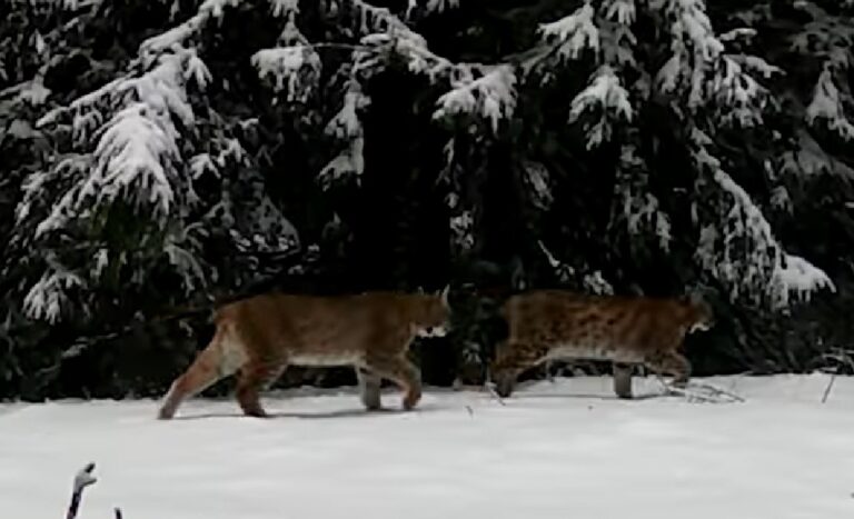 VIDEO superb și rar cu o familie de râși: O femelă cu cei doi pui ai săi de un an traversa pădurea