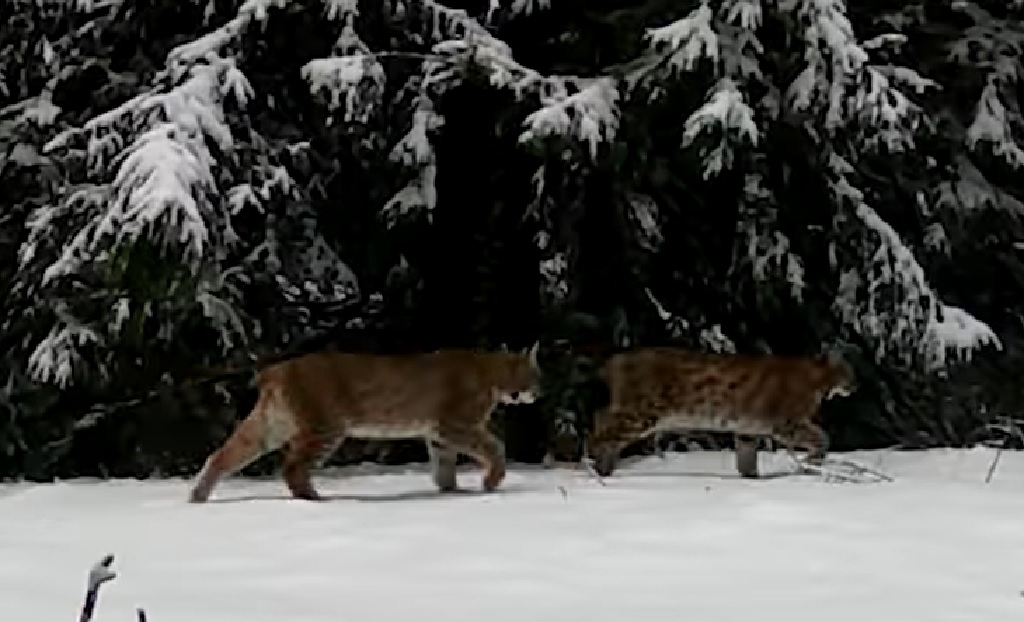 VIDEO superb și rar cu o familie de râși: O femelă cu cei doi pui ai săi de un an traversa pădurea