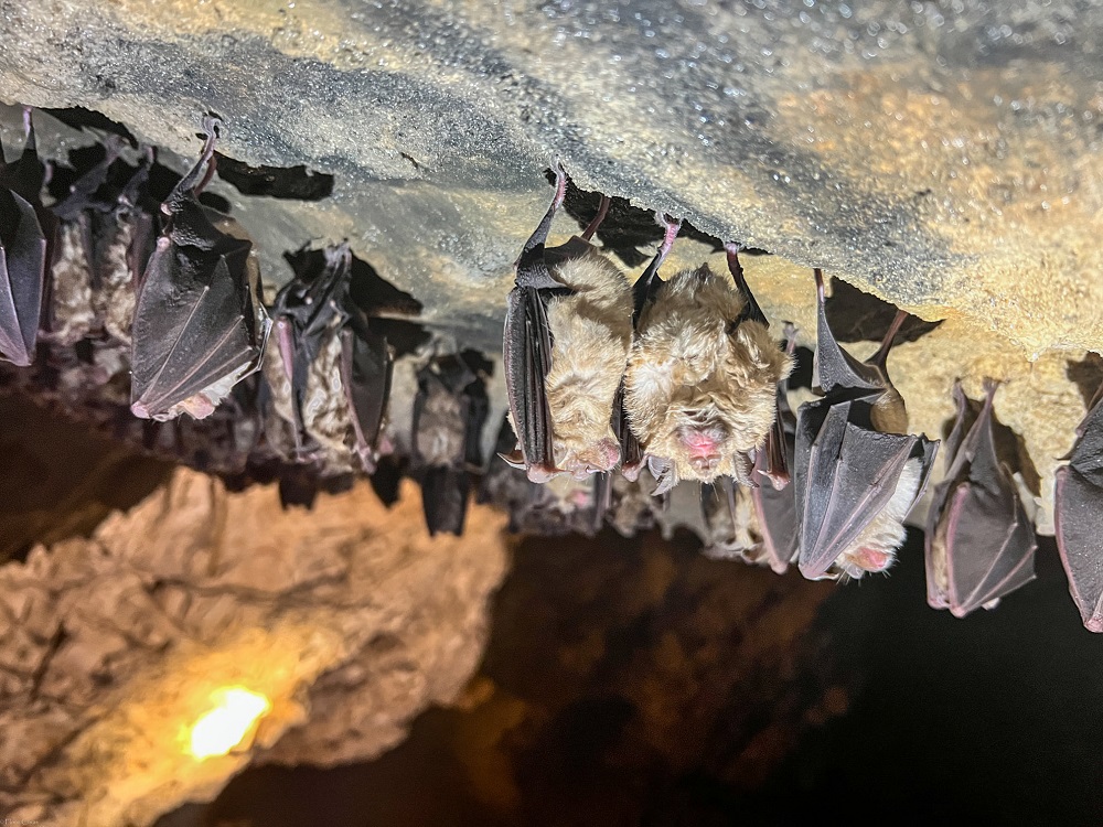 Forfota primăverii în Parcul Natural Apuseni: FOTO cu o colonie de lilieci mici în hibernare