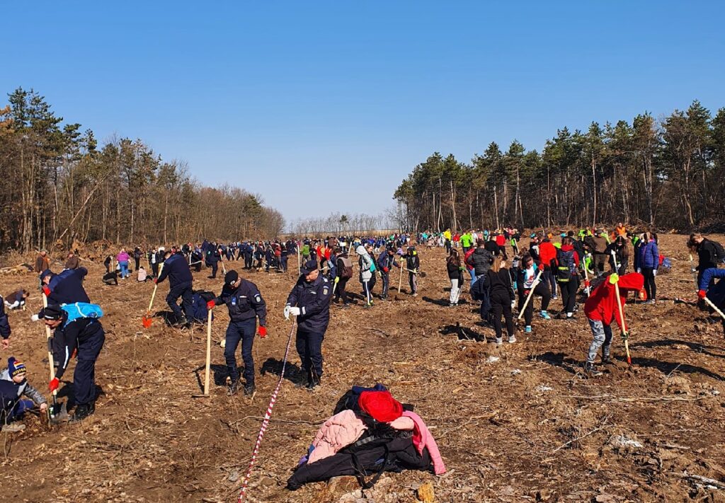(VIDEO & FOTO) 1.500 voluntari au plantat 26.000 puieți, pe 5,1 hectare, într-o singură zi, lângă Husasău de Tinca