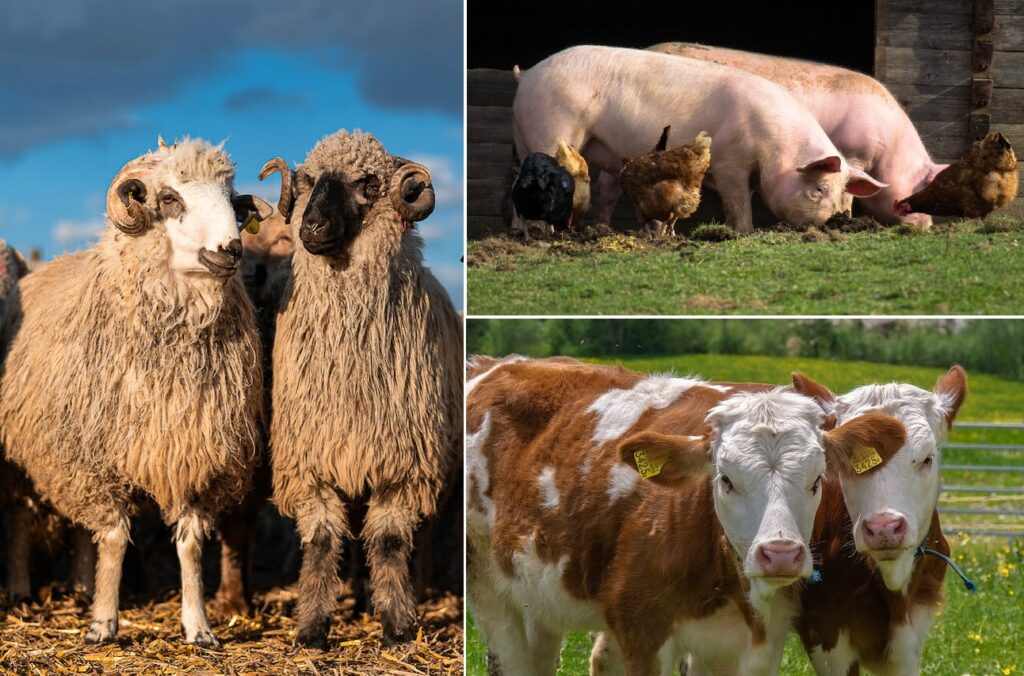 APIA efectuează plata ajutorului de stat în sectorul creşterii animalelor