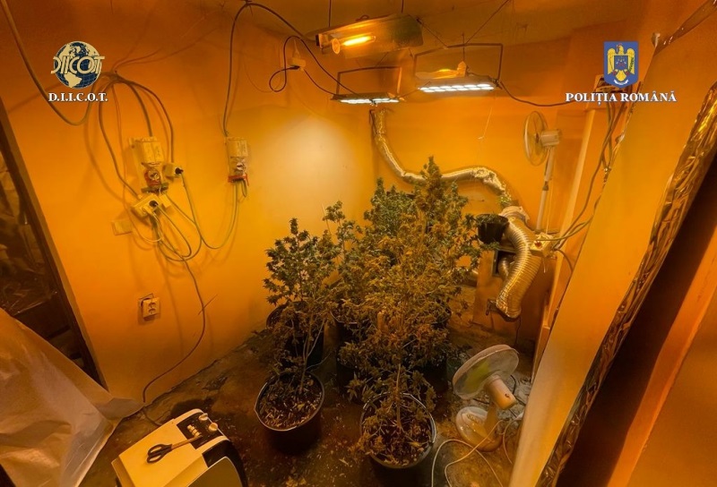 Un tânăr şi-a amenajat acasă o cultură de cannabis cu sistem de irigare, iluminat şi filtrare