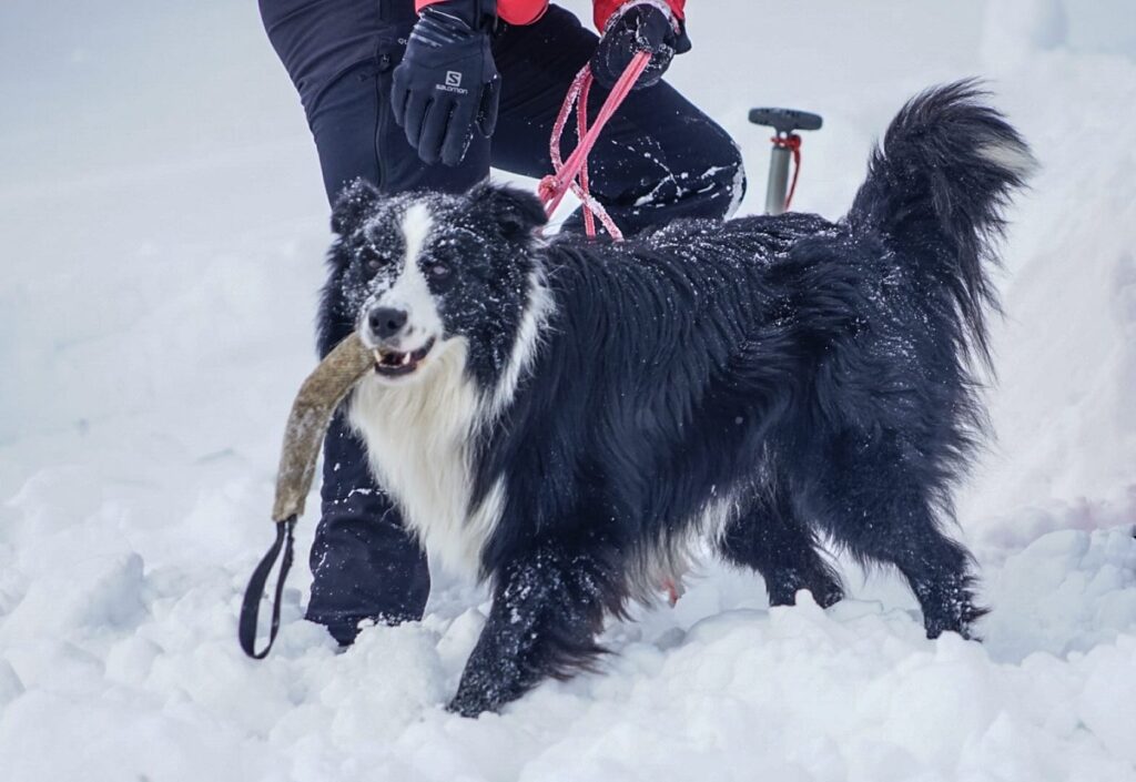 (VIDEO) Câinii de avalanșă au participat la proba de avalanșă a concursului de la Rânca