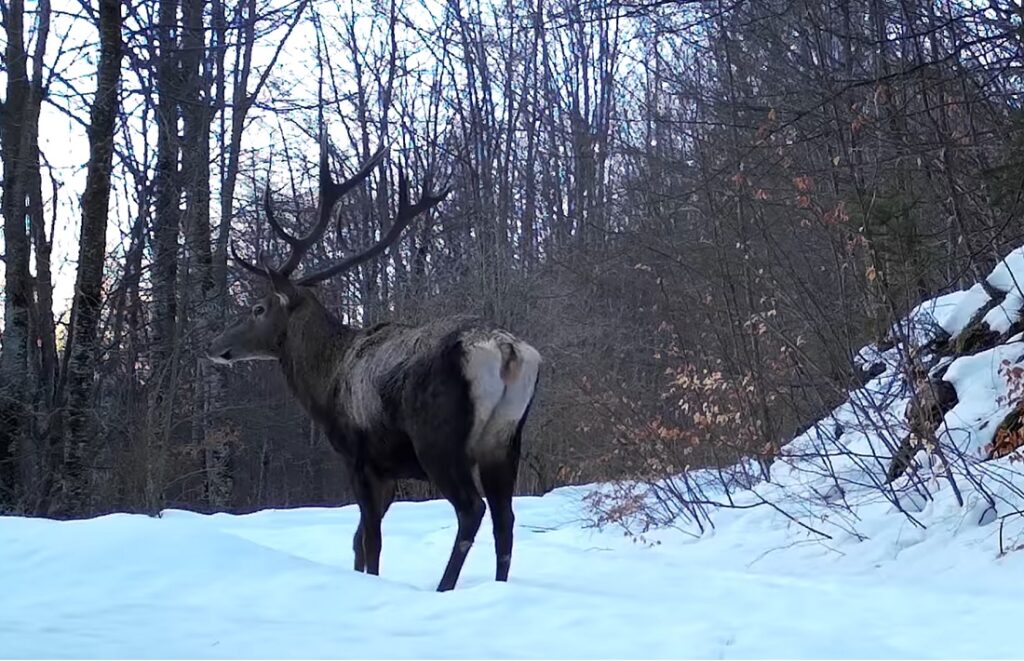 (VIDEO) Mai mulți cerbi superbi au fost filmați în pădurile Parcului Natural Apuseni