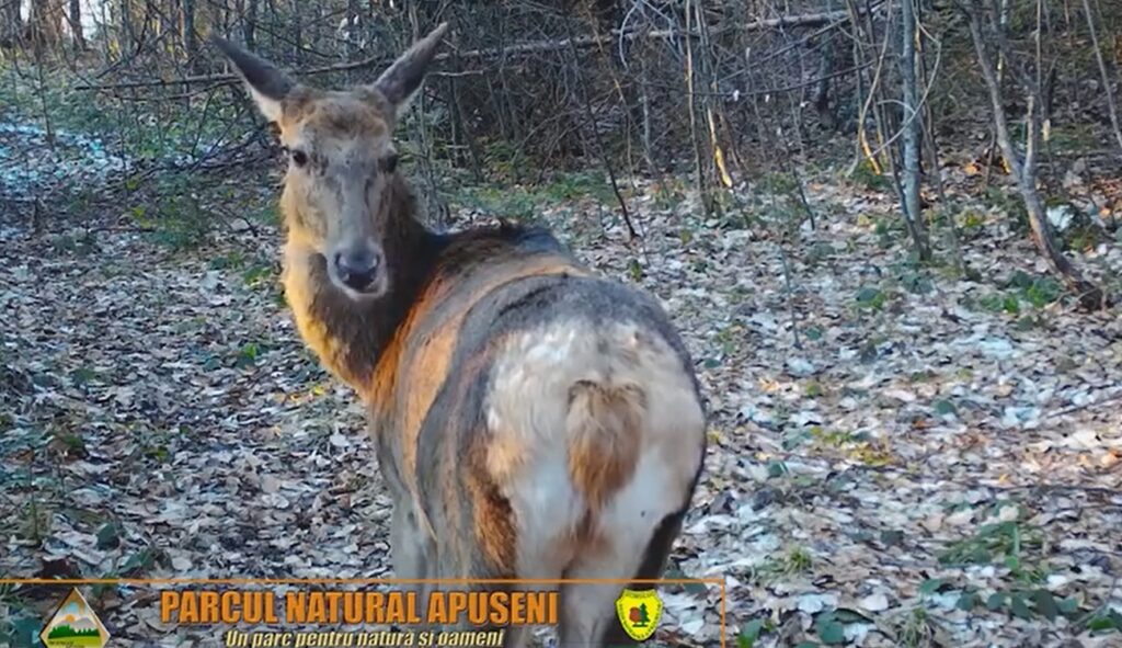 (VIDEO) Ciute surprinse pe camerele de monitorizare amplasate în Parcul Natural Apuseni