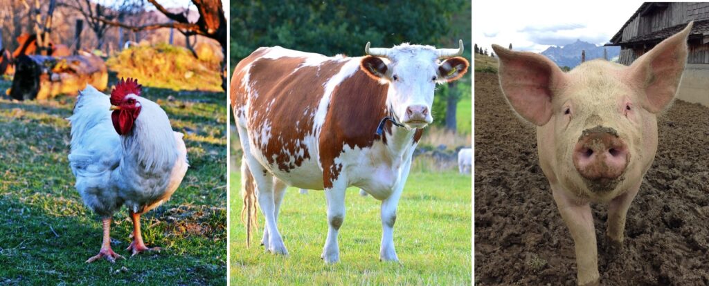 Peste 105 miloane de euro vin la sute de fermieri pentru bunăstarea animalelor – porcine şi păsări