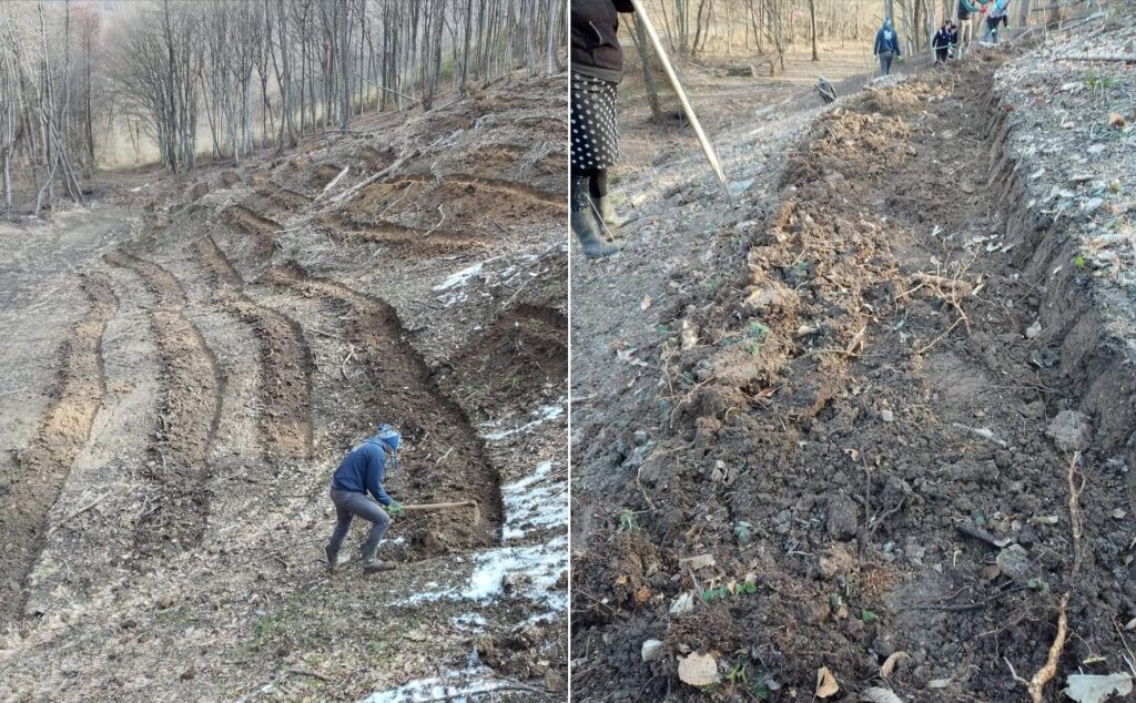 Ocolul Silvic Aleșd a început lucrările de pregătire a terenului pentru plantarea puieților forestieri