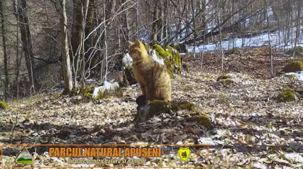 (VIDEO) O pisică sălbatică a fost surprinsă cum stă la pândă în Parcul Natural Apuseni