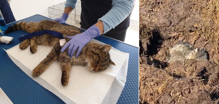 (VIDEO) Voluntarii de la Sirius Animal Rescue au acordat primul ajutor unei pisici sălbatice, găsită în stare gravă, în Mărgău