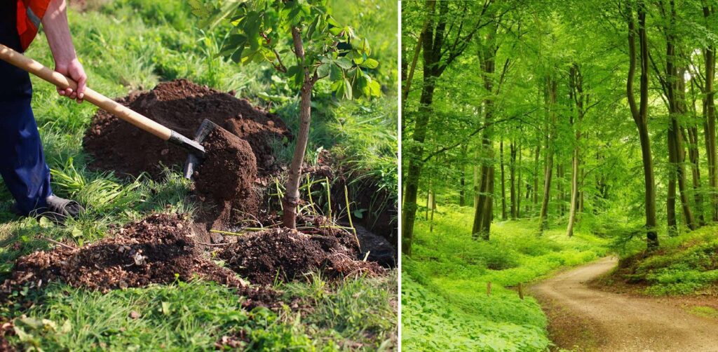 4.703 hectare prin lucrări de împăduriri și-a propus ROMSILVA în 2022