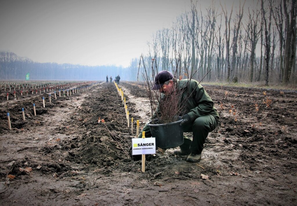 19 milioane de puieți forestieri vor fi plantați de ROMSILVA în această primăvară